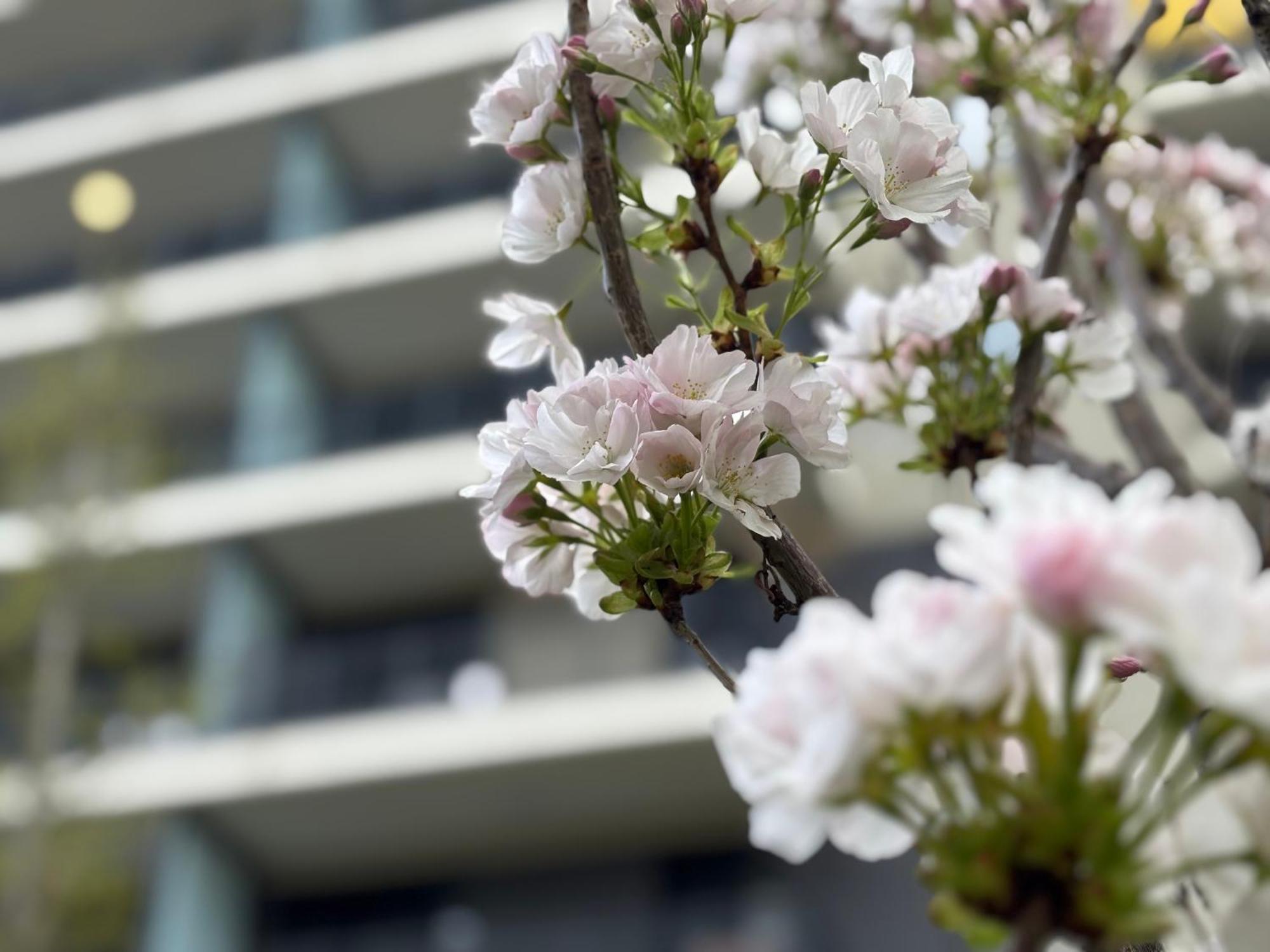Japandi Studio Apartment, Free Parking 부다페스트 외부 사진